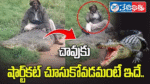 Man Sits on Crocodile, Shocking Viral Video