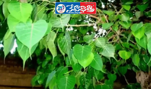 Peepal Tree: Nature’s Powerful Medicinal Wonder
