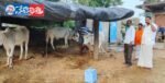 Free Cattle Disease Prevention Drive in Dharam Rao Peta