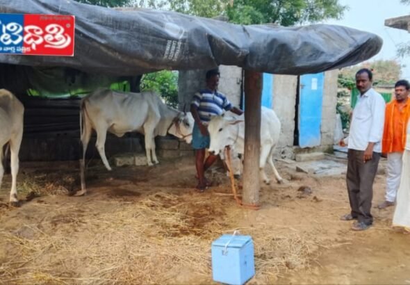 Free Cattle Disease Prevention Drive in Dharam Rao Peta