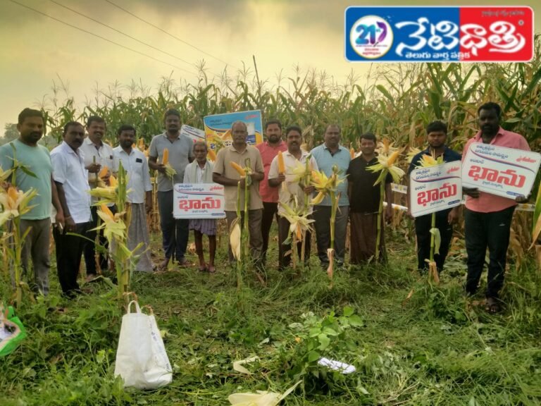 Ankur Maize Demonstration Field Successful