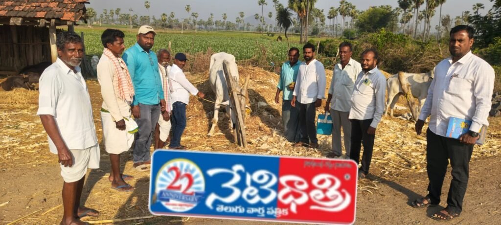 Free Cattle Vaccination Drive in Bornapelli