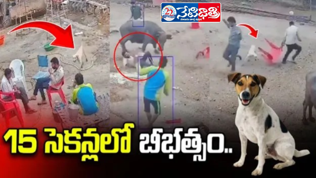 Mad Dog Attacks 4 People in 15 Seconds