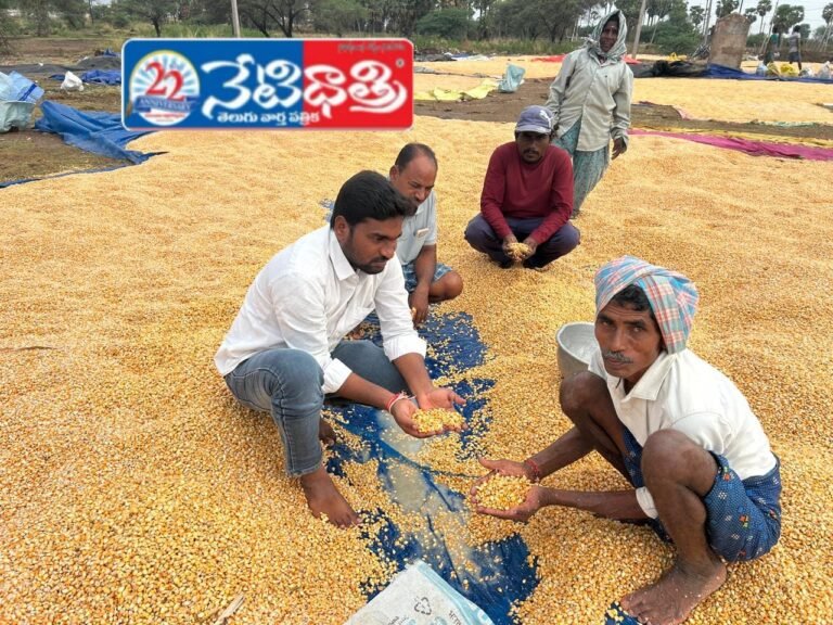 Sarpanch Inspects Rain-Damaged Paddy