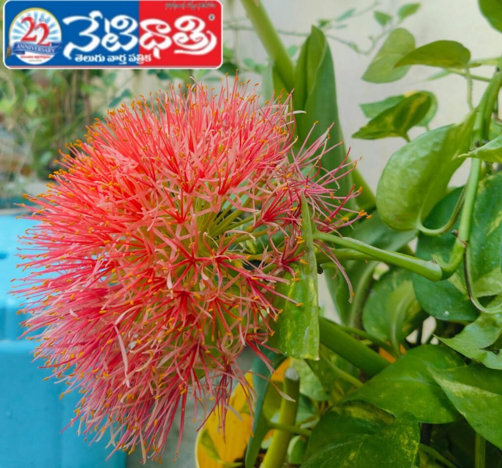 Rare May Flower Blooms in Parkal