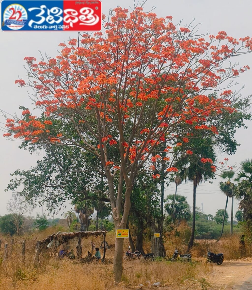 Summer Tree Turns Nature Wonder