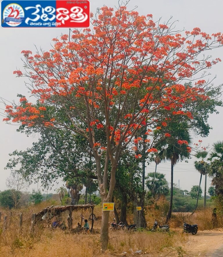 Summer Tree Turns Nature Wonder