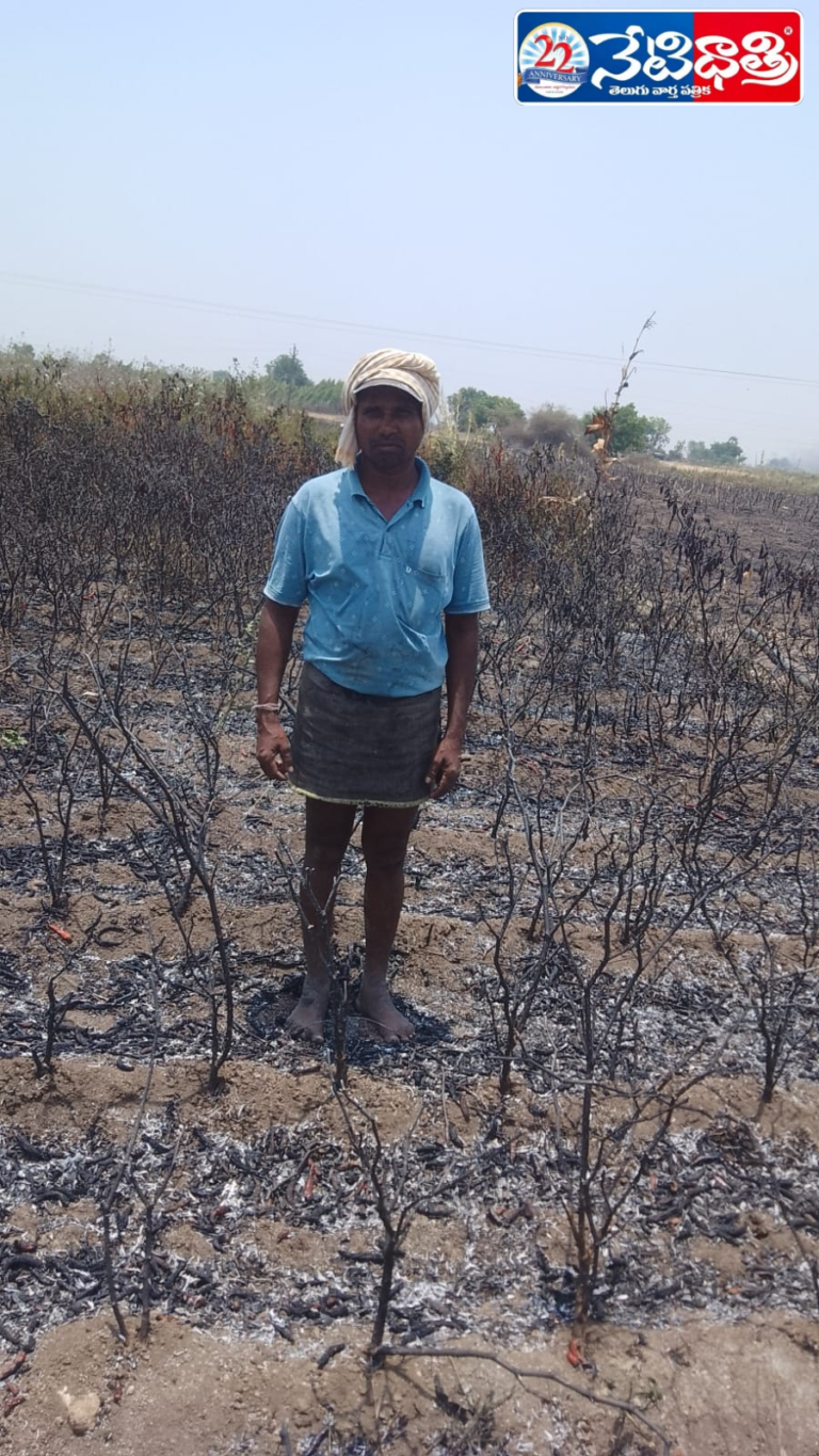 Chilli Crop Destroyed in Fire